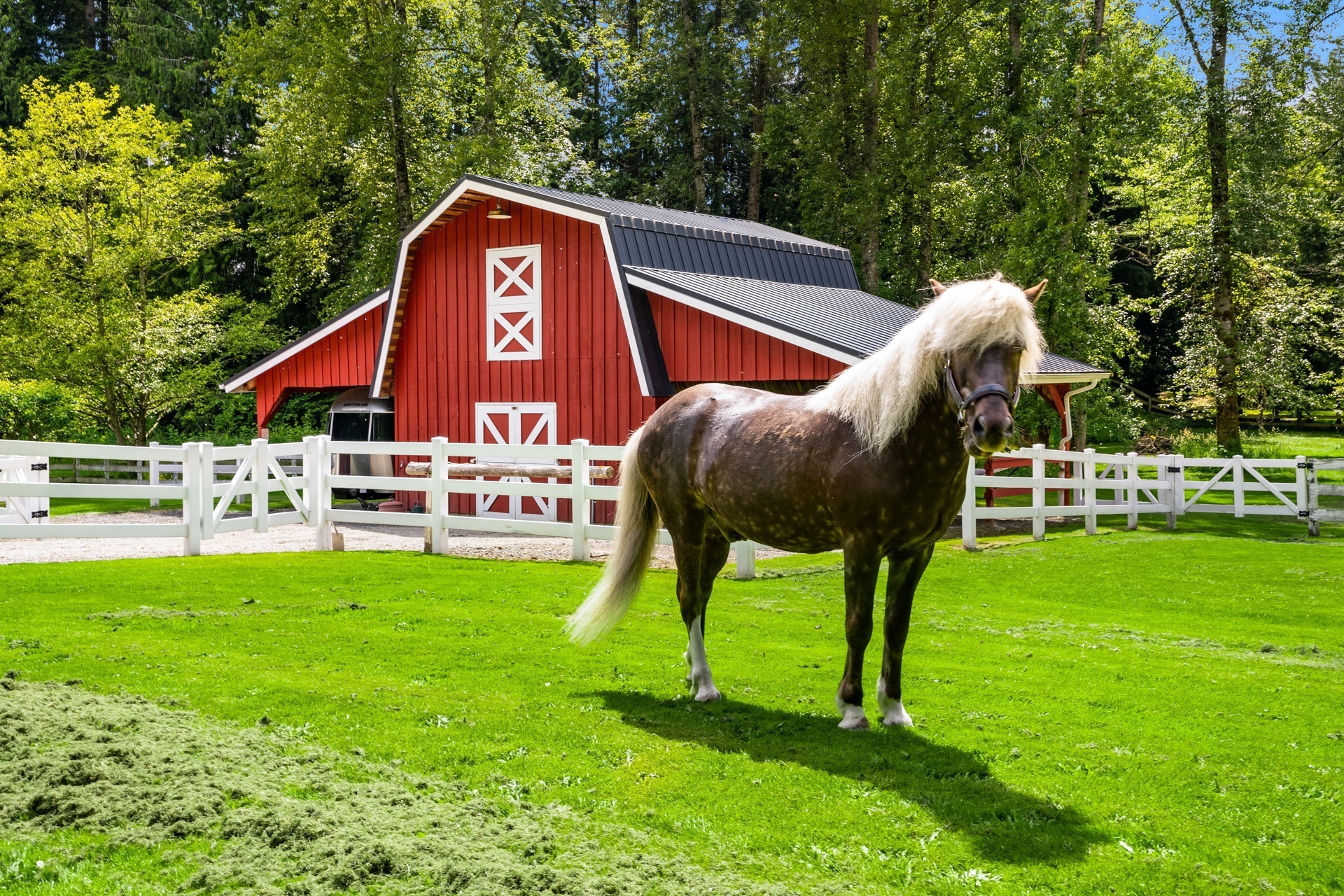 A small horse with a long mane stands on a grassy field in front of a red and white barn. There are white fences surrounding the area, with lush green trees in the background under a clear blue sky.